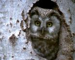 La chouette de Tengmalm