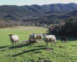 Des moutons sus la pelouse de l'espace naturel sensible de Bordegrande