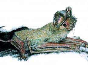 Chauve souris tadarida teniotis