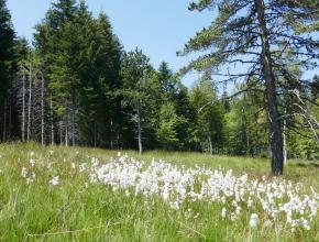 Un écrin de verdure à l'aire d'accueil forêt départementale Bac Pégullier
