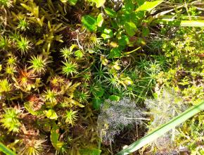Un écrin de verdure à l'aire d'accueil forêt départementale Bac Pégullier