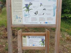 Panneaux présentant le cycle de vie de l'Azuré de la croisette