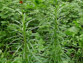Lis des Pyrénées dans la Montagne noire