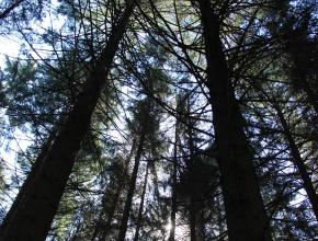 FUTAIE RESINEUX LA ROUGE ENS