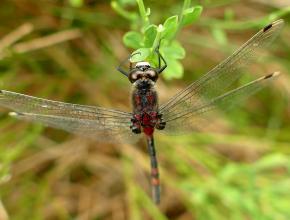 Leucorrhine douteuse (Leucorrhinia dubia)