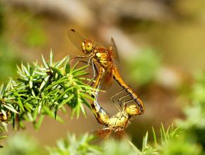 Sympetrum jaune d'or (Sympetrum flaveolum)