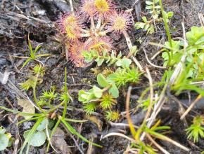 Vue sur la drosera, plante carnivore des tourbières de la Montagne noire