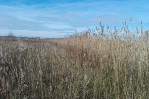 Champ de végétation aux canaux Craboulettes à la déviation de Narbonne