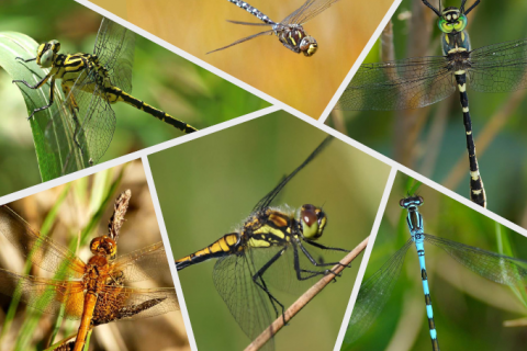 Première de couverture guide  des odonates patrimoniaux de l'Aude