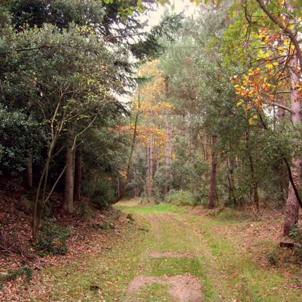 La forêt des Plos