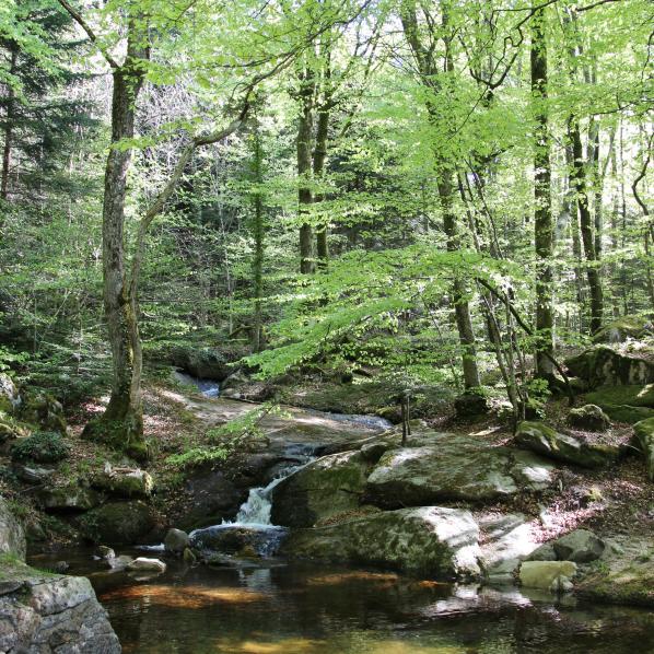 Rivière La Vernassonne