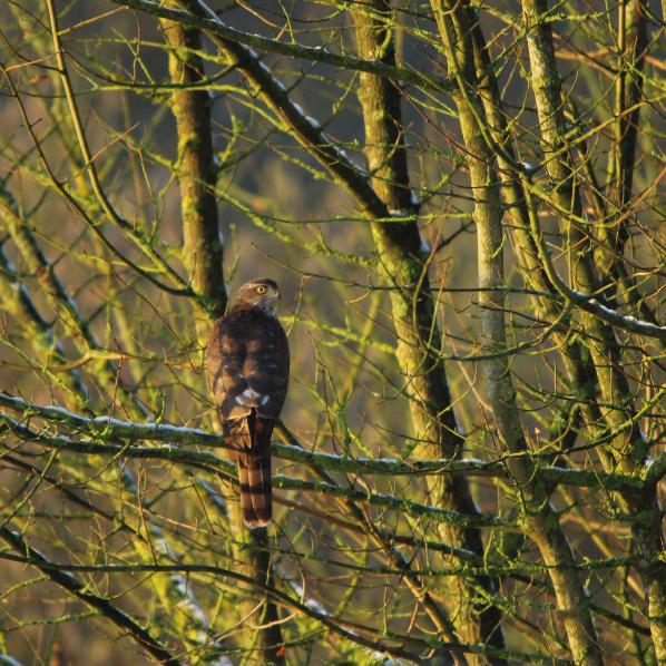 L'autour des palombes