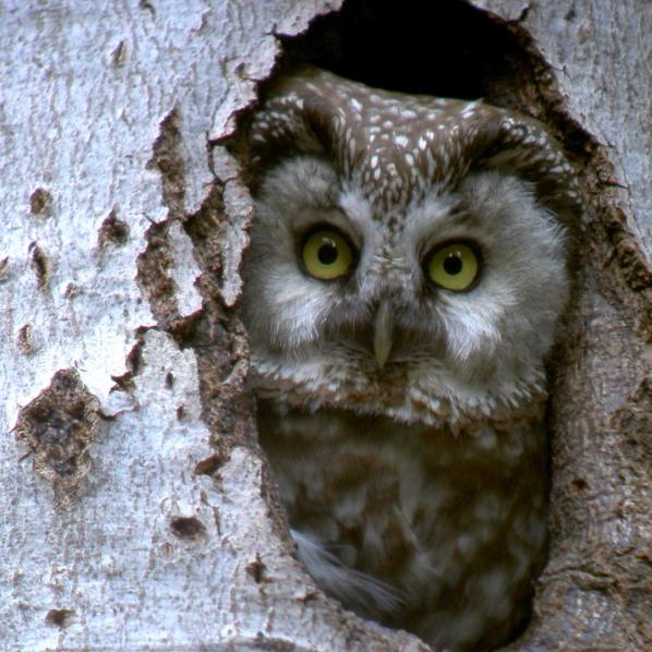 La chouette de Tengmalm