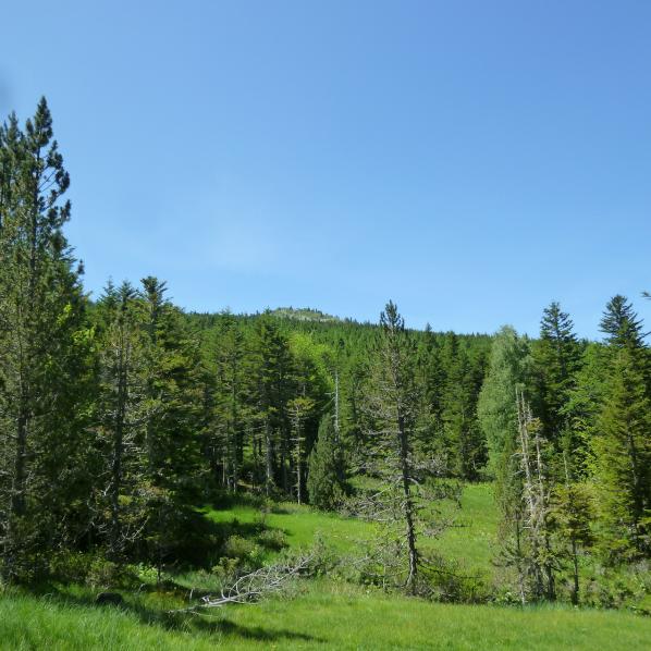 Les bois de chêne verts de l'espace naturel sensible de Bac du Pegullier