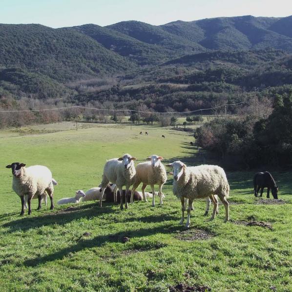 Des moutons sus la pelouse de l'espace naturel sensible de Bordegrande
