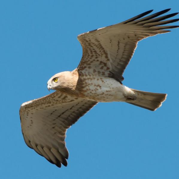 la ciercaète Jean-Le-Blanc en vol au domaine de Lacalm, dans l'Aude.