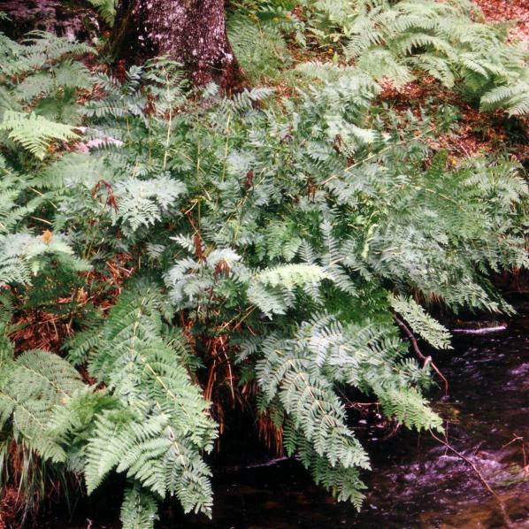 Santier de Saissac autour de La Rouge
