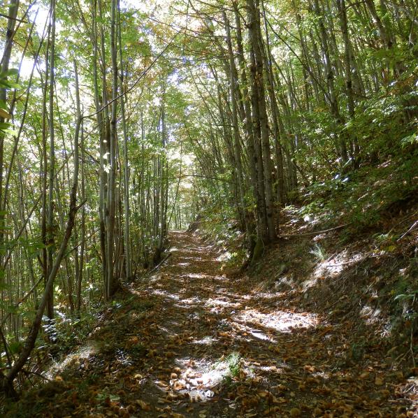 Sentier entre prairies et foutais