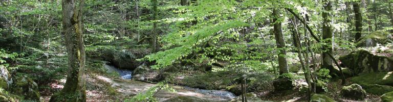 Rivière La Vernassonne