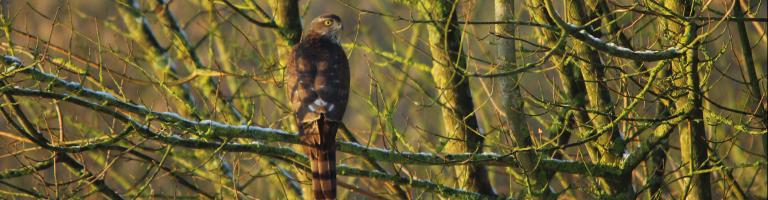 L'autour des palombes