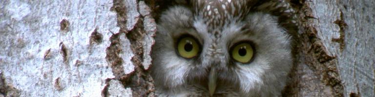 La chouette de Tengmalm