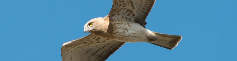 la ciercaète Jean-Le-Blanc en vol au domaine de Lacalm, dans l'Aude.