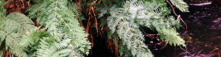 Santier de Saissac autour de La Rouge