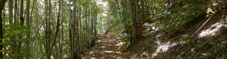 Sentier entre prairies et foutais