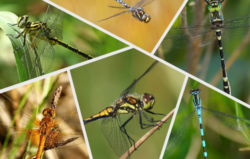 Première de couverture guide  des odonates patrimoniaux de l'Aude