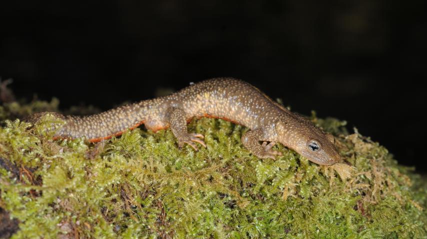Un calotriton dans son habitant naturel