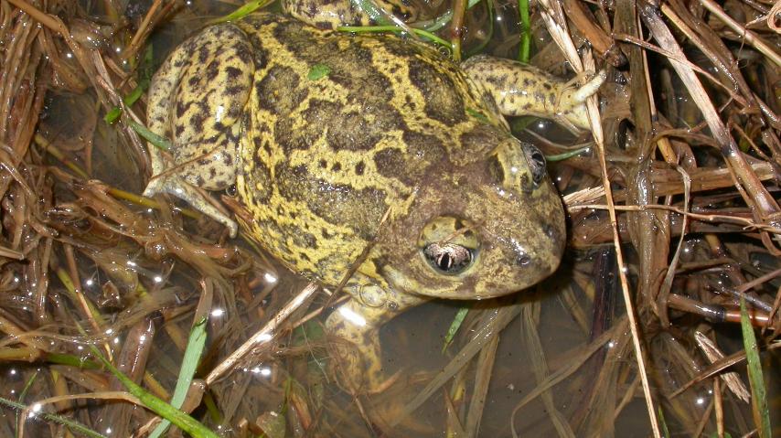 Le pélobate cultiprède