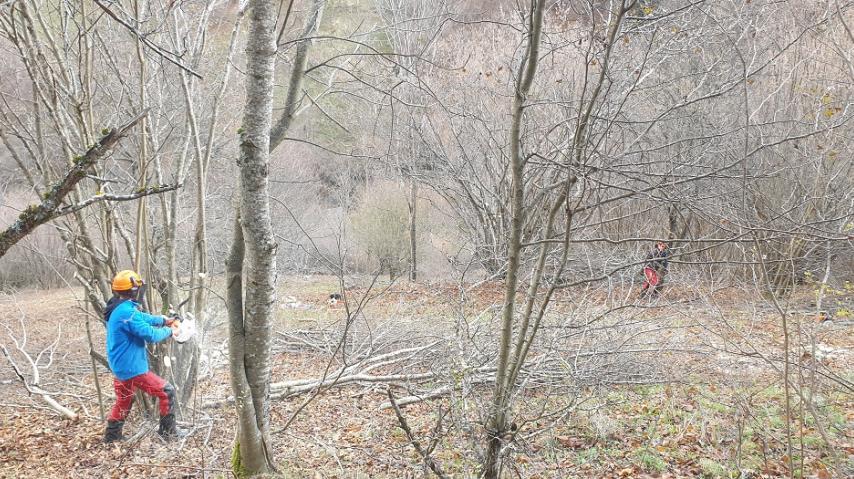 Débroussaillage de noisetiers sur la commune de la Fajolle afin de faire renaître la biodiversité