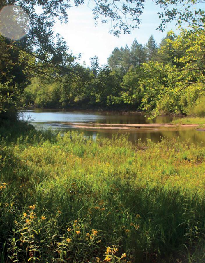 prairie humide de l'espace naturel sensible Sagnes de Los Menoyos
