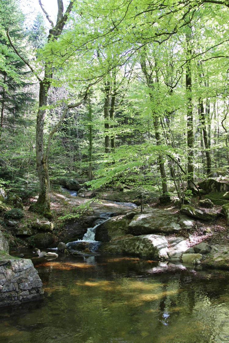 Rivière La Vernassonne