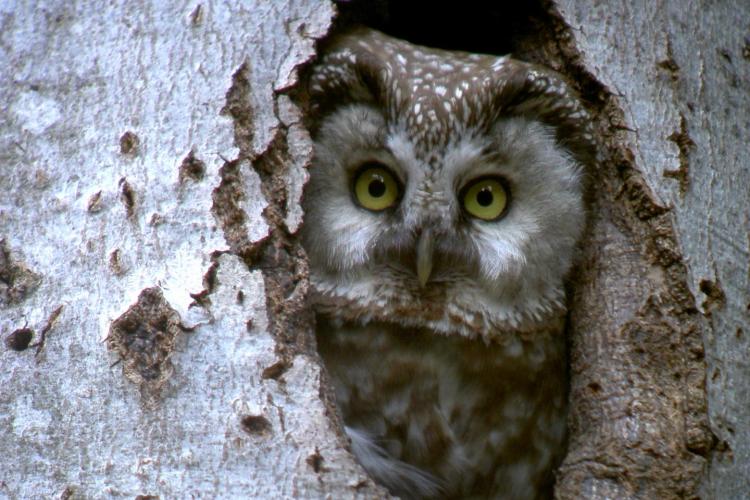 La chouette de Tengmalm