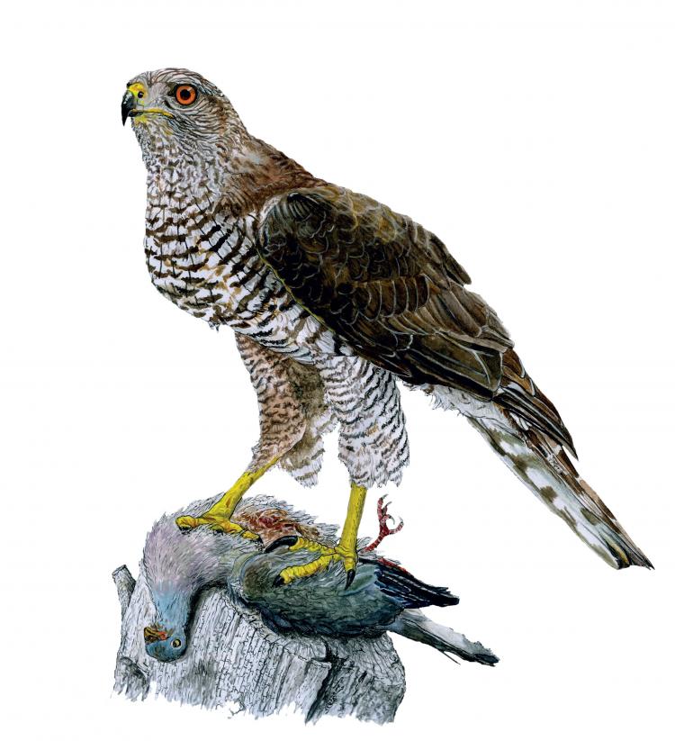 L'autour des palombes 