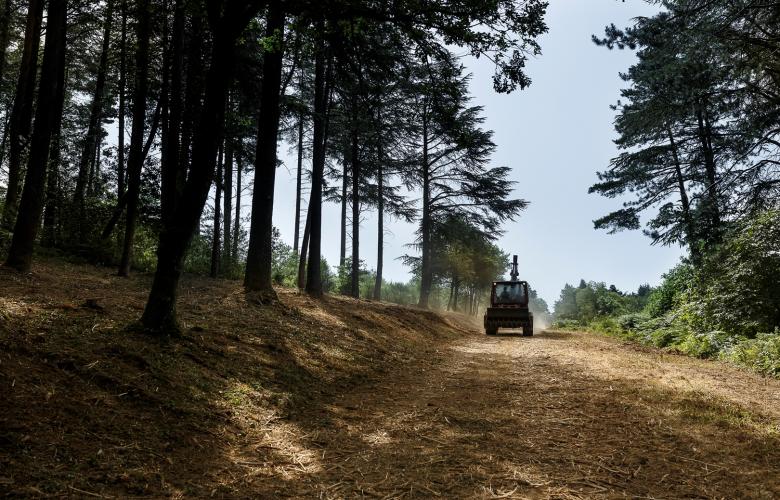 FORET LES MARTYS - ENS