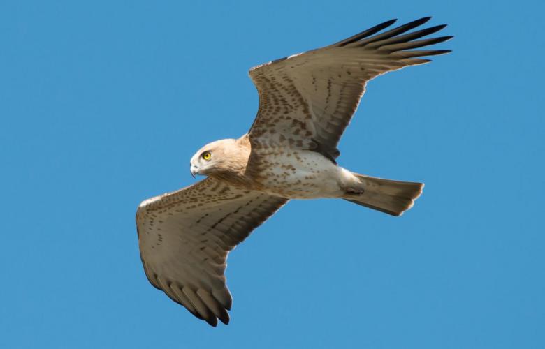la ciercaète Jean-Le-Blanc en vol au domaine de Lacalm, dans l'Aude.