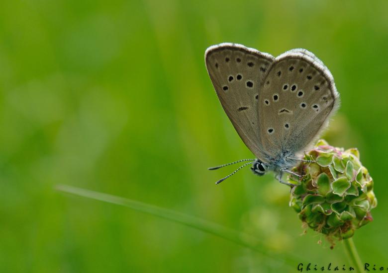 Papillon azuré de la croisette