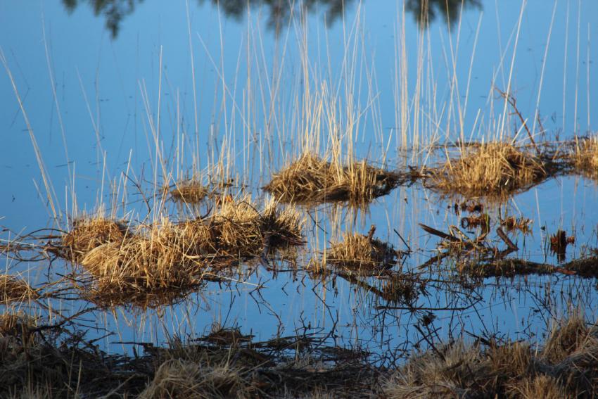 Tourbière de Laprade